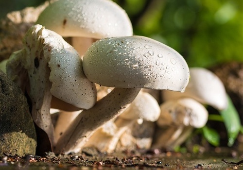 Viele Pilze im Wald