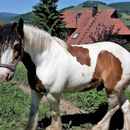 Zum Marterer-Hof geh&ouml;ren Pferde, H&uuml;hner, Hasen, ein Hof-Kater und viele K&uuml;he. - 
