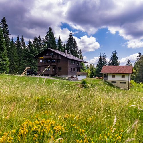 bl&uuml;hende Sommerwiese im Hintergrund das Haus Bergfried und gr&uuml;ne Nadelb&auml;ume  - 