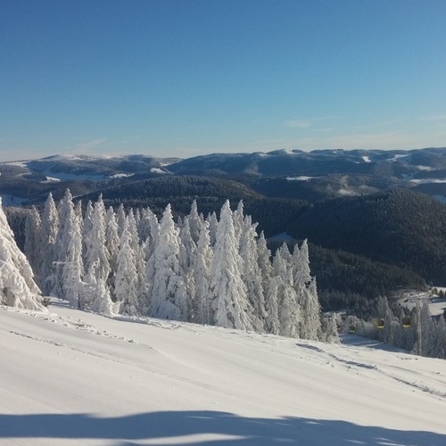 verschneite Tannen am Belchen  - 