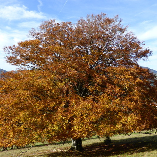 Herbststimmung - Herbststimmung -