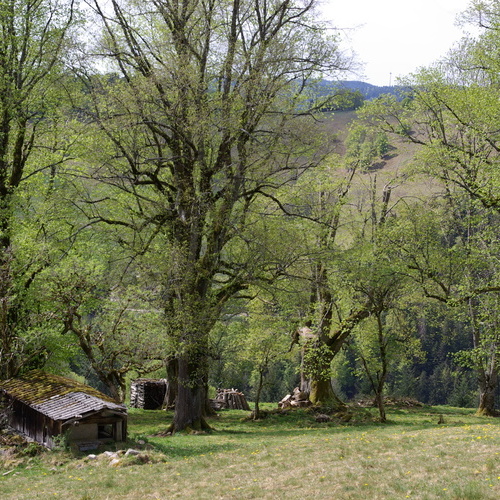 Auf dem Lerchenpfad - 