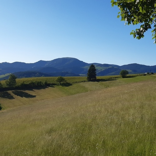 Blick vom Holzer Keuz zum Belchen im Sommer - Blick vom Holzer Keuz zum Belchen im Sommer -